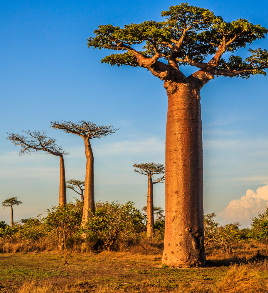 Baobab